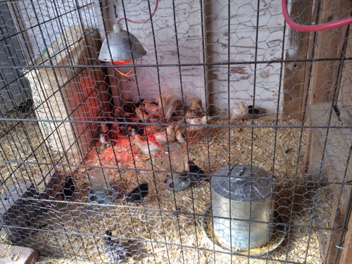 Updated Chicken Cage