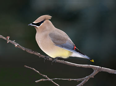  Cedar Waxwing