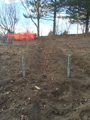 Yellow, White Onions