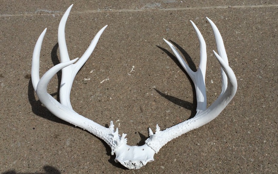 Grandpa Fisher’s Elk Antlers