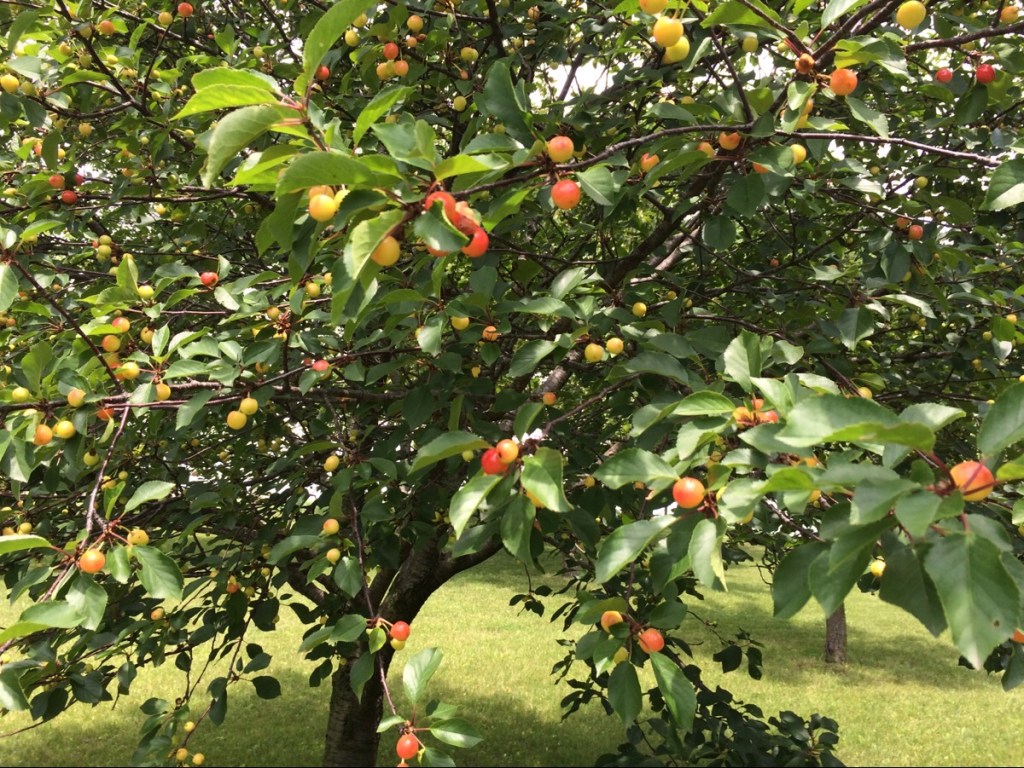 Orchard Update