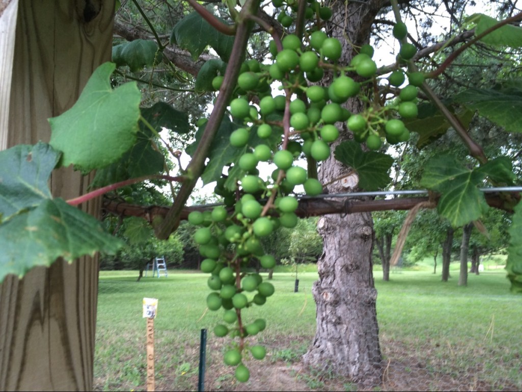 Red Concord Grapes&nbsp;Update