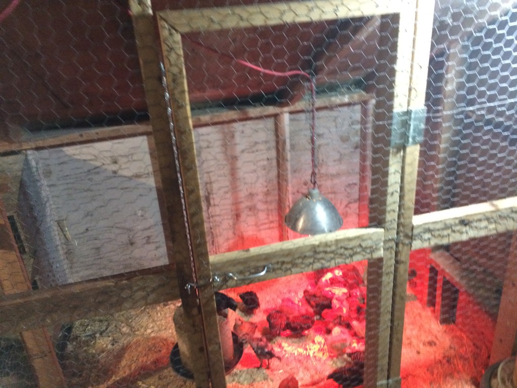 Chick Coop Upgrade