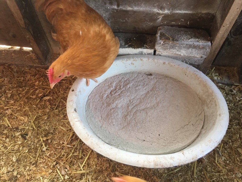 Dust Bin for&nbsp;Chickens