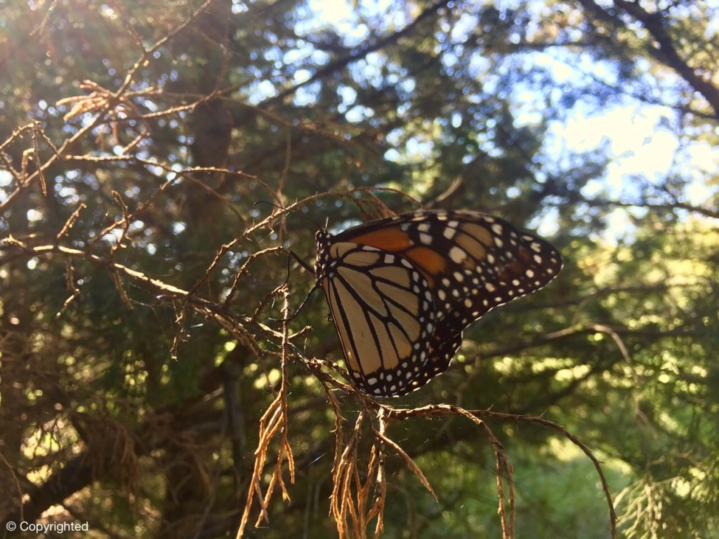 Monarch Butterflies