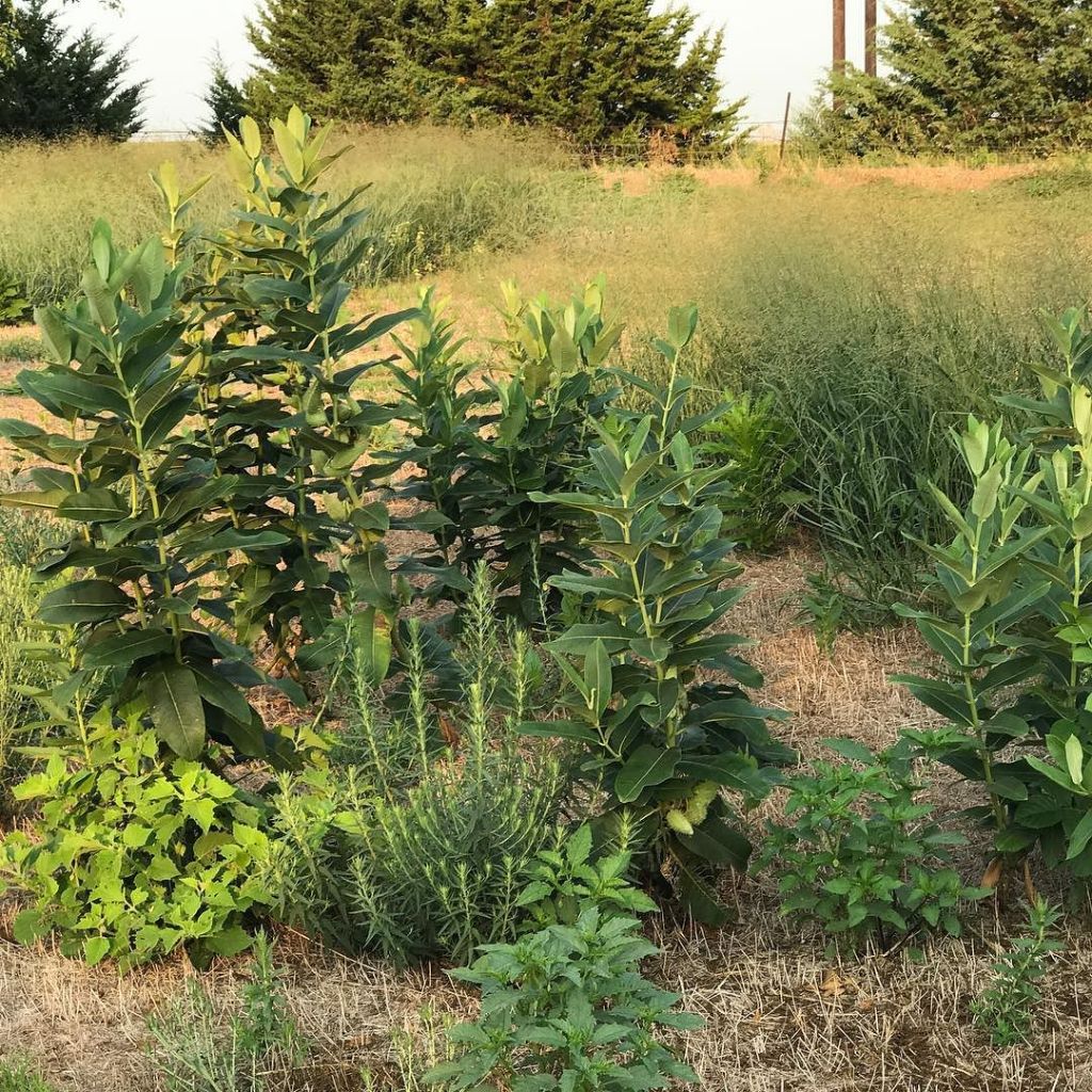 Milkweeds & Monarchs
