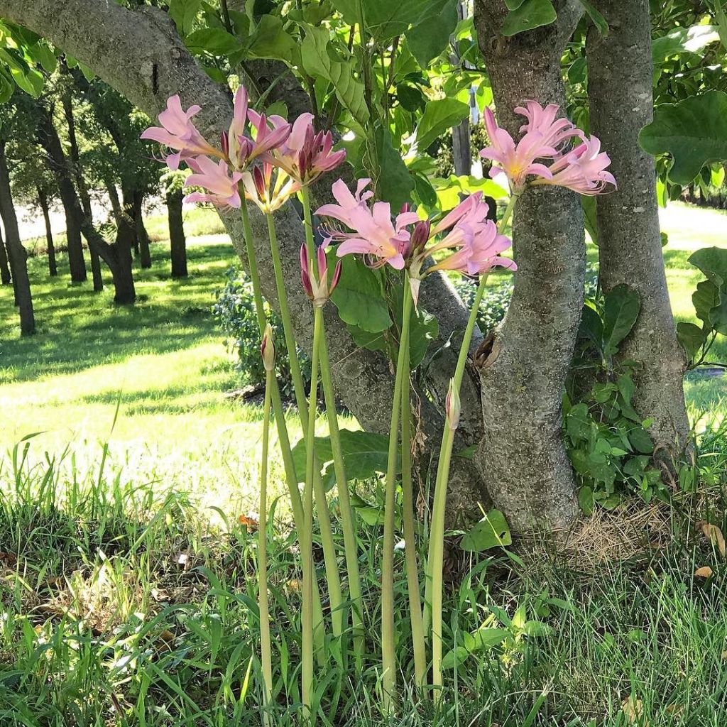 Surprise Lilies (Lycoris&nbsp;squamigera)